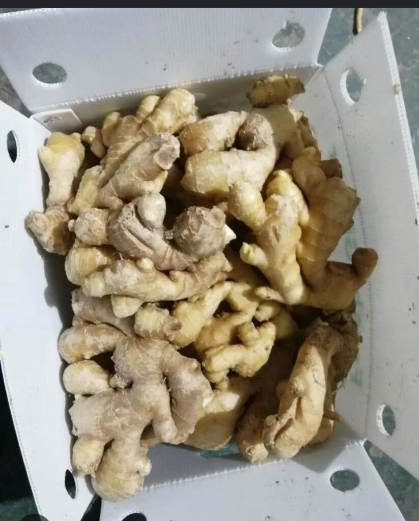 Fresh Ginger Root