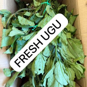 Fresh Ugu Leaves (Fluted Pumpkin)