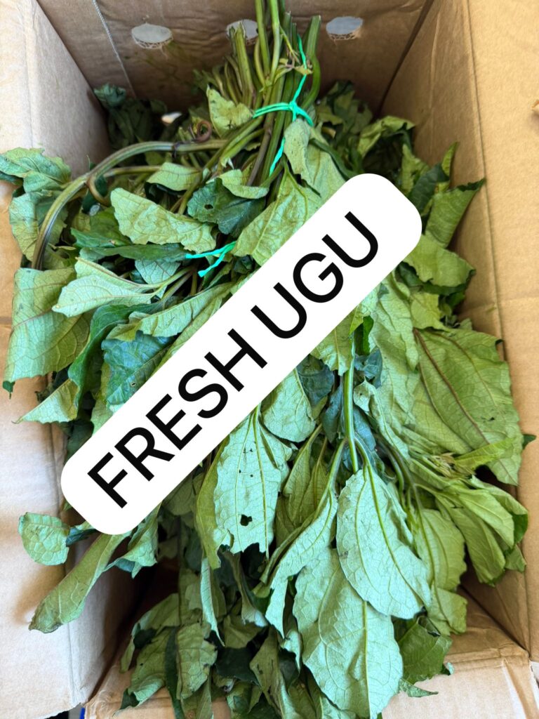 Fresh Ugu Leaves (Fluted Pumpkin) PER BUNCH