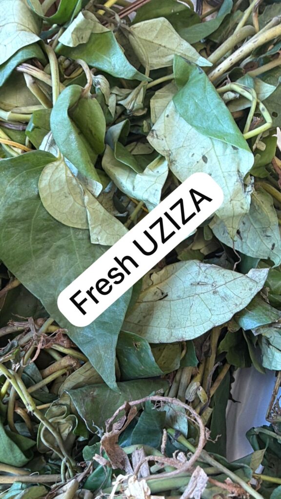 Fresh Uziza Leaves